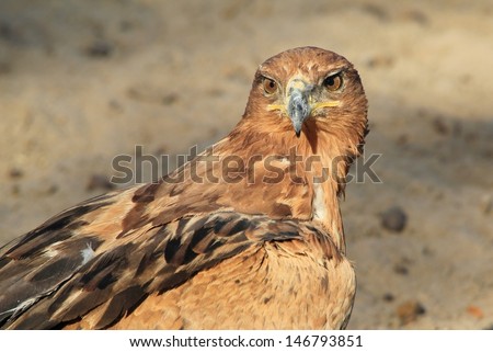Tawny Eagle - Wild Raptor Backgrounds from Africa - Looking into your eyes.  Photographed in Namibia. 