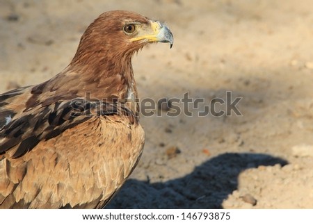 Tawny Eagle - Wild Raptor Backgrounds from Africa - The Eagle Shadow, photographed in Namibia. 