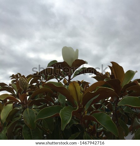 Magnolia tree with almost blooming flower.