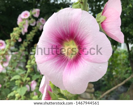 Korea's Rose of Sharon (Hibiscus)