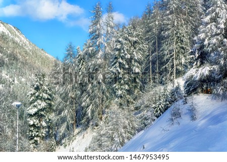 Pine forest in Austrian Alps covered with snow during sunny winter day.