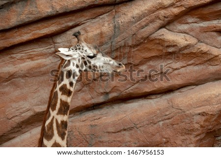 The picture of giraffe's head.
