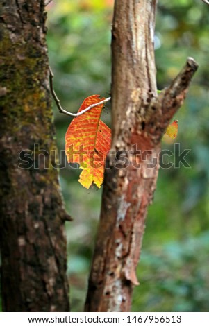 Texture of the autumn leaf