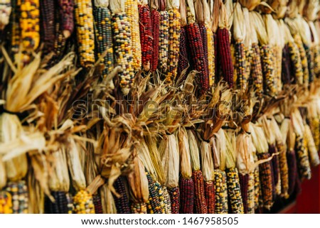 hanging dried corn at a pumpkin patch farmer's market in the autumn in October. This is used for fall decoration.