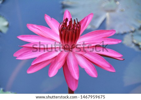 The closed up picture of Pink lotus flower
