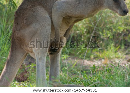 big male kangaroo standing in the Australian bush