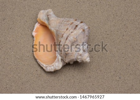 

beautiful seashell on sand background