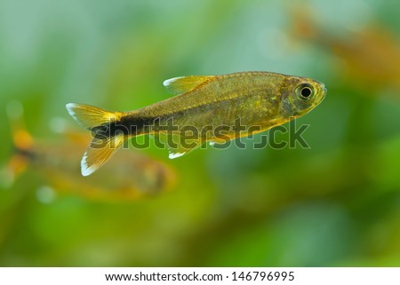 Aquarium fish Silver Tipped Tetra swimming freshwater aquarium tank, greenery soft background