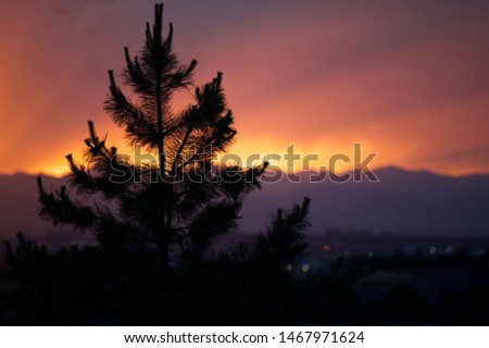 Pine Tree Silhouette Colorful Denver Sunset