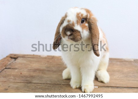Lovely bunny easter brown rabbit on wooden table. Cute fluffy rabbit on wooden background Lovely mammal with beautiful bright eyes in nature life.Animal concept. Royalty-Free Stock Photo #1467992495