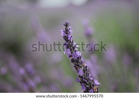lavenders in the rain. The picture taken in the lavender field.