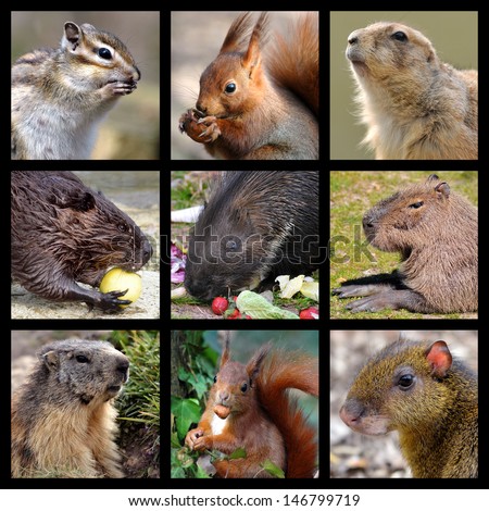 Nine mosaic photos of rodents