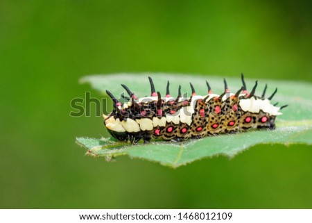 Image of Caterpillars of common mime on green leaves on a natural background. Insect. Animal.