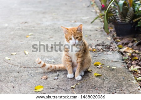 Cute orange domestic short hair cat with white face and chest looking up staring at the camera and sitting on the cement ground with yellow dry leafs.