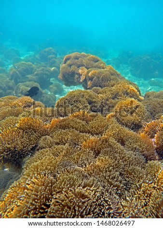 Corals and sea anemones, Under water world at Myanmar