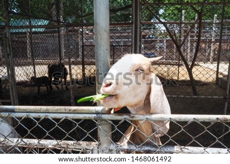 Goats are eating food in the farm.