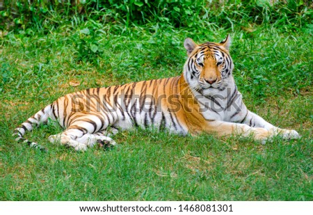 Bengal tigers in the forest show the head and legs - pictures gracefully
