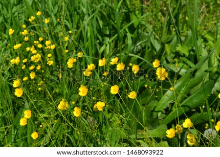 Rannculus acris. Field, forest plant. Flower bed, beautiful gentle plants. Yellow flowers. Buttercup caustic, common type of buttercups
