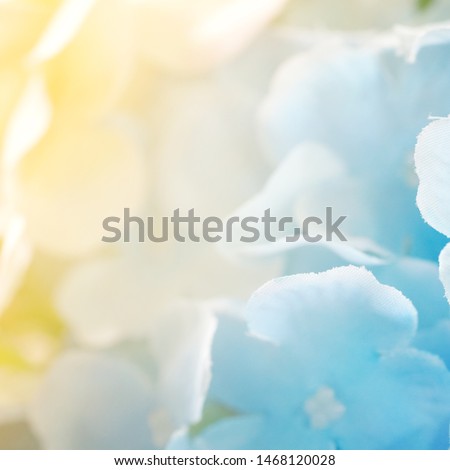 Beautiful sweet pastel color of  flowers in soft style with soft background for valentine's day. Macro flower in blur and soft focus with bright light effect style for background.
