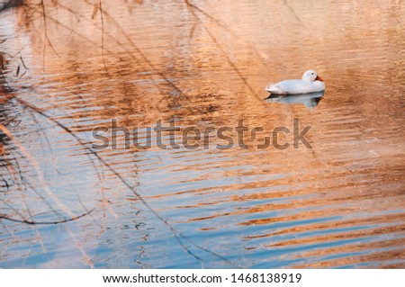 Lonely duck on a gradient pond in Stellenbosch