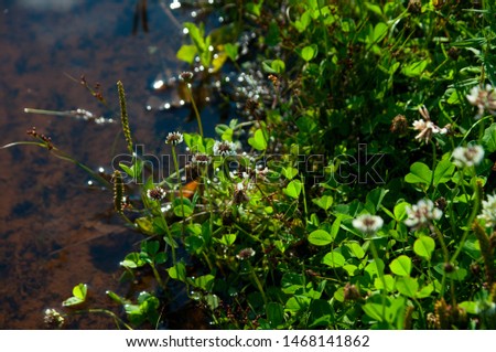 beautiful vegetation in the water