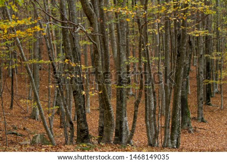 Beech forest in autumn with the floor of brown leaves.