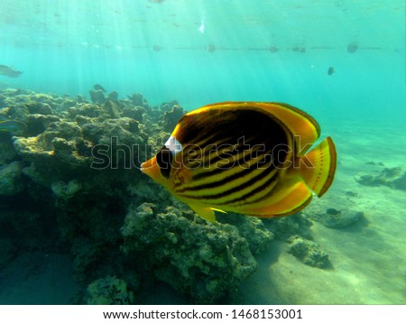 Beautiful coral fish in red sea. Egypt. Chaetodon fasciatus.