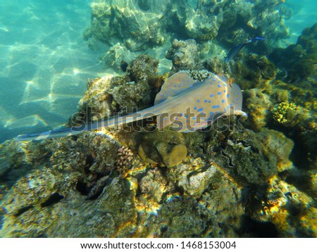 Blue spotted stingray in red sea. Egypt.