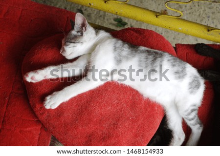 little kitty sleeping on red pillow with heart form, pets and animals, animal backgrounds, cute and funny.