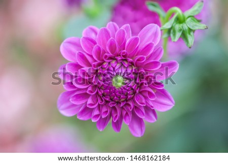 close-up of a pink dahlia flower
