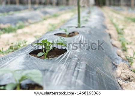 Row of baby tree on soil covered by plastic or mulching film in agriculture. Royalty-Free Stock Photo #1468163066
