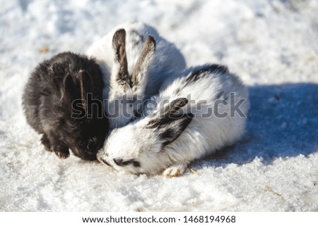 Funny white - gray rabbits sitting on the snow and eating cabbage.