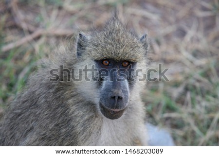 Close-up portrait of a baboon in Kenya National Park