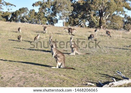 Group of kangaroos. Taken on Red Hill.
