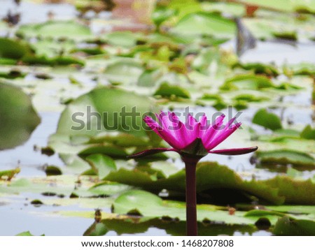 The lotus flower in the swamp has beautiful lotus leaves