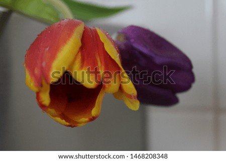 Closeup picture of two tulips