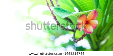 red plumeria  flowers with leaves background