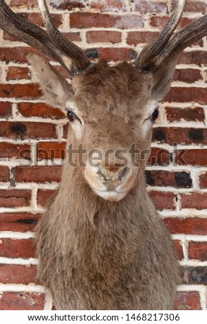 Deer head on a brick wall. Close-up