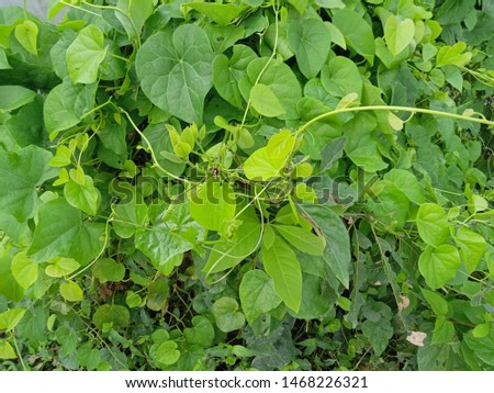 natural picture beautiful look in leaf