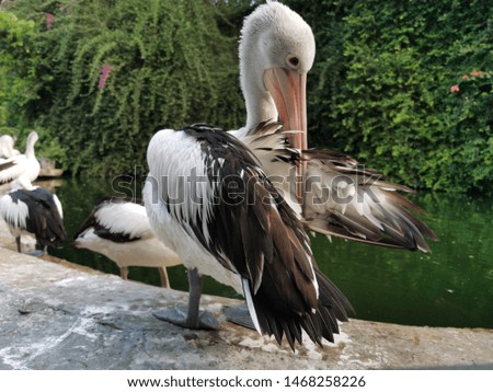 Pelican birds are tidying their beautiful feathers in the park
