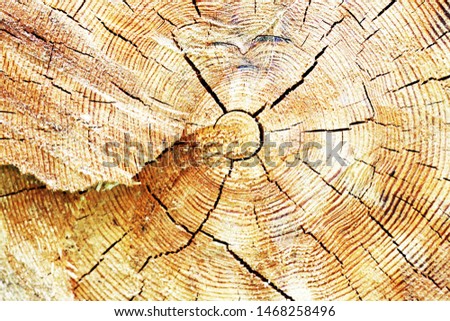 a wood cut with rings