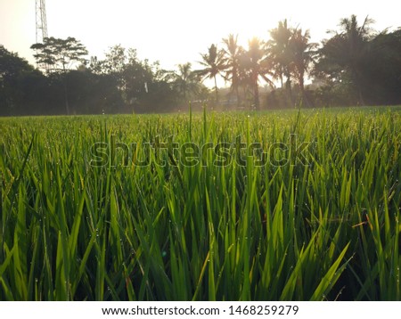 Nature view og green rice fields in the morning