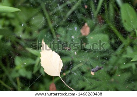 
leaf of a tree and a spider in a spider web in the summer in the forest