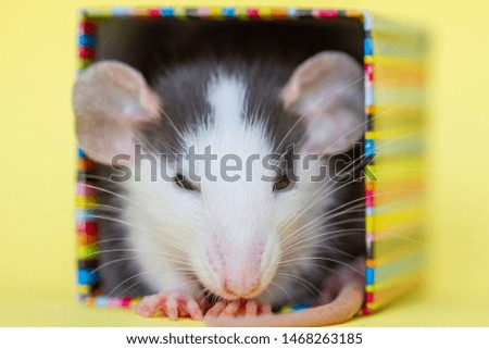 A little fluffy rat with a white face sits in a festive gift box.