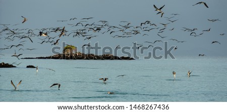 Flock of Blue Footed Boobies Dive For Fish At Sundown.