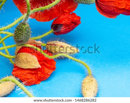 Amazing spring red poppy on blue background