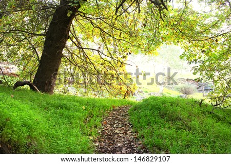 A Big Tree in the spring with space for wording and background usage