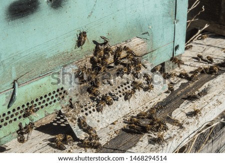 Bees on the outskirts of its water green honeycomb.