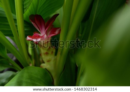 ginger plant flower, herb ,Pictures of Flower