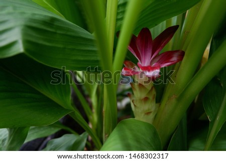 ginger plant flower, herb ,Pictures of Flower